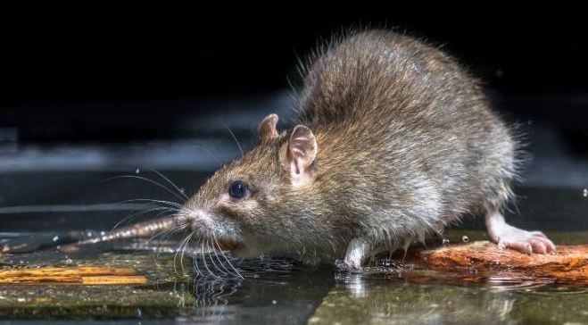 Leptospirosis risk rises in Kerala after floods